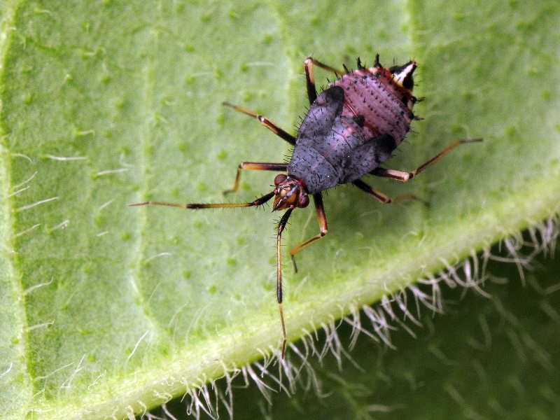 Deraeocoris ruber (Linnaeus, 1758)